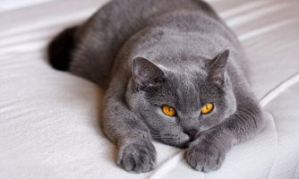 Pati Dostu Kumaşlar: Kedi ve Köpek Sahipleri İçin Evcil Hayvan Dostu Mobilya Rehberi